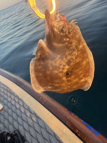ガンゾウビラメの釣果