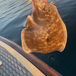 ガンゾウビラメ