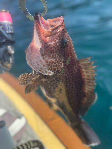 オオモンハタの釣果