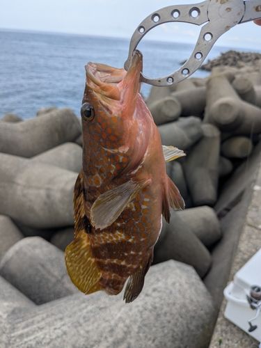 キジハタの釣果