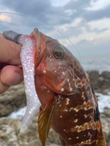 キジハタの釣果