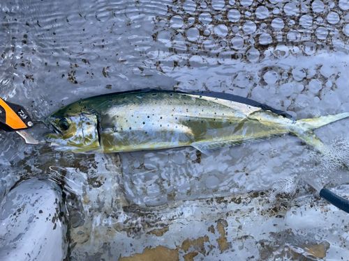 シイラの釣果