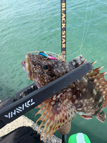 アラカブの釣果