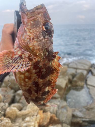 カサゴの釣果