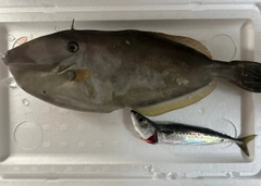ウスバハギの釣果