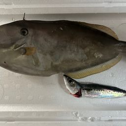 ウスバハギ