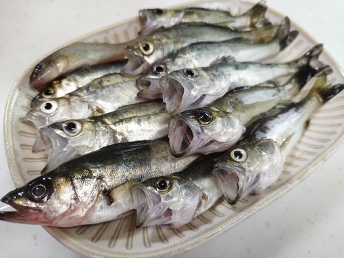 セイゴ（マルスズキ）の釣果