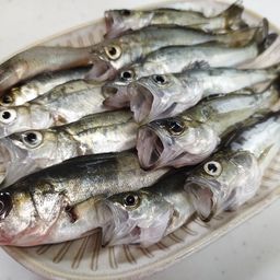 セイゴ（マルスズキ）