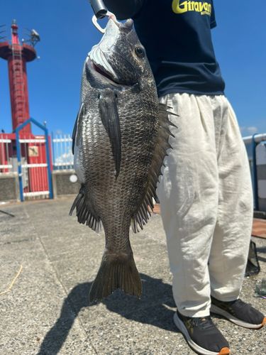 チヌの釣果