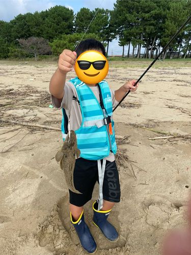 マゴチの釣果