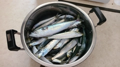 マイワシの釣果