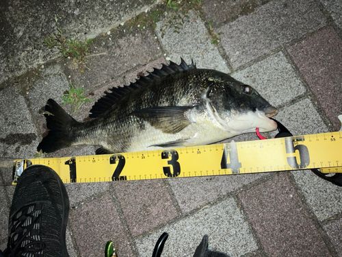 クロダイの釣果