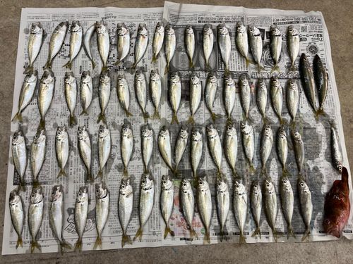アジの釣果