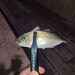 アジ