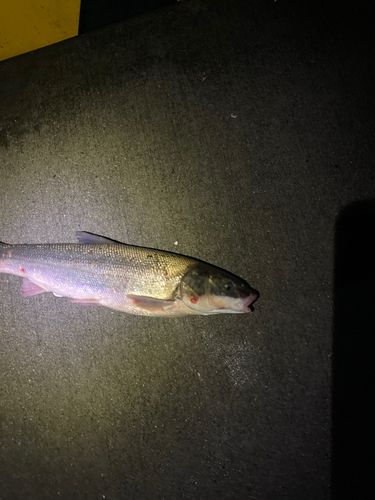 マルタウグイの釣果
