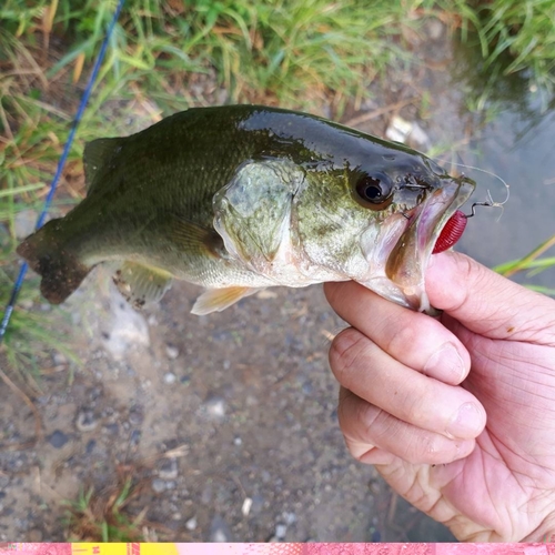 ラージマウスバスの釣果