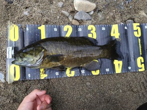 スモールマウスバスの釣果