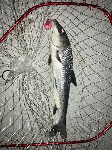 ニゴイの釣果