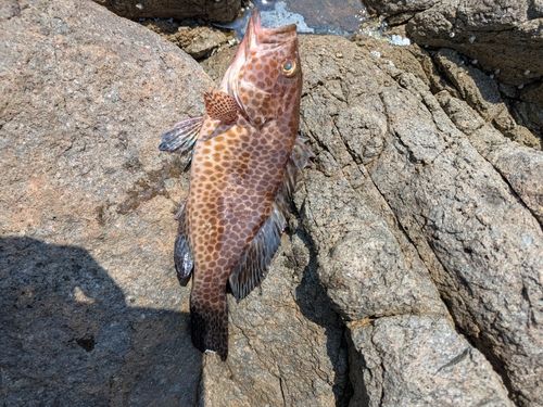 オオモンハタの釣果