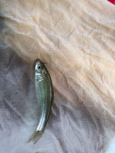 クチボソの釣果