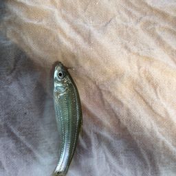 クチボソ