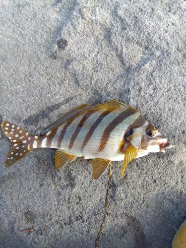 タカノハダイの釣果