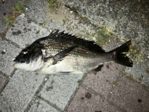 クロダイの釣果