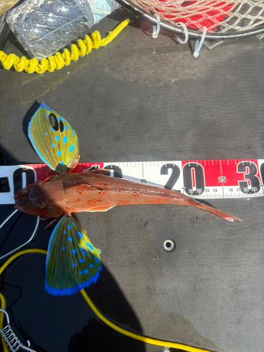 ホウボウの釣果
