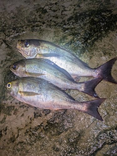 イサキの釣果