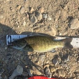 スモールマウスバス