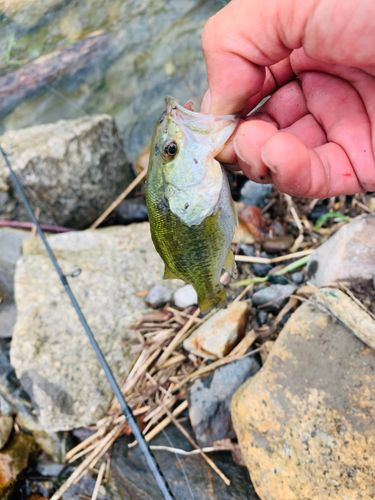 ラージマウスバスの釣果