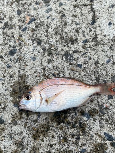 チダイの釣果