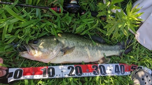 ブラックバスの釣果