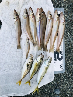 シロギスの釣果