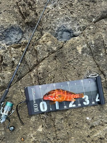 アカハタの釣果