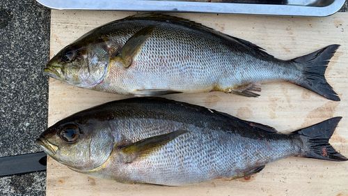 イサキの釣果