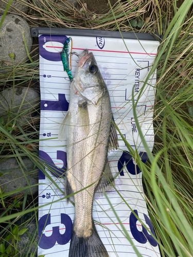 スズキの釣果