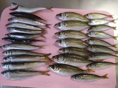 ウルメイワシの釣果