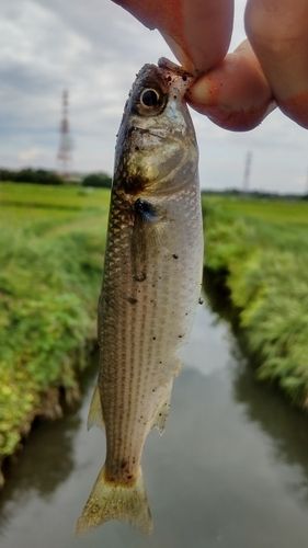 ボラの釣果
