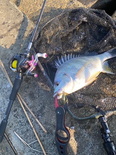 キビレの釣果