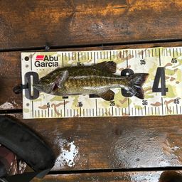 スモールマウスバス