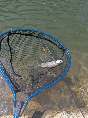 ニジマスの釣果