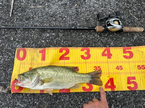 ラージマウスバスの釣果