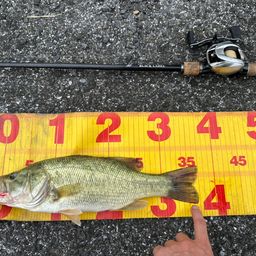 ラージマウスバス