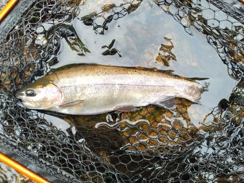 ホウライマスの釣果