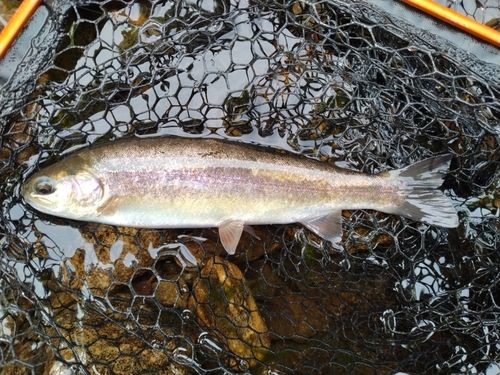 ホウライマスの釣果
