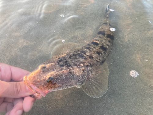 マゴチの釣果