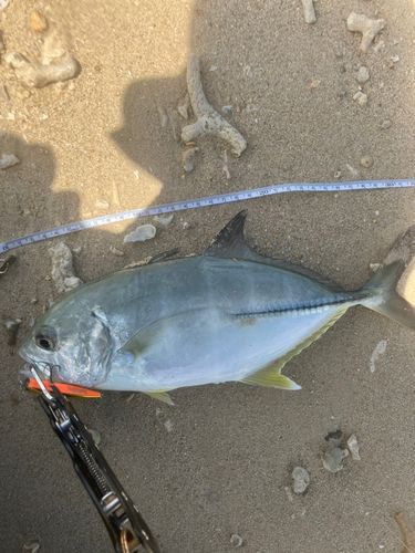 ギンガメアジの釣果