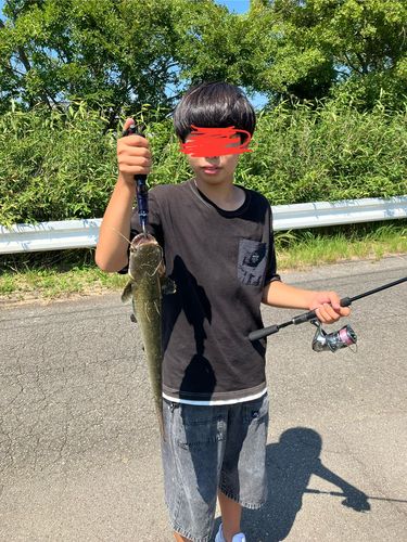ナマズの釣果