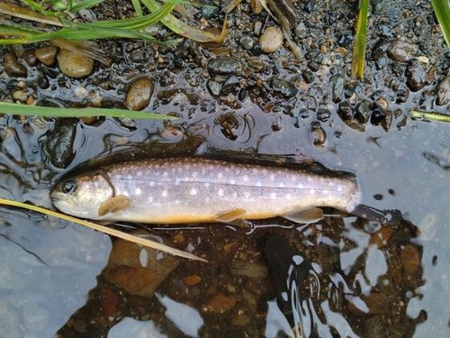 エゾイワナの釣果